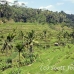 rice_ubud_h_0025_bal0840.jpg